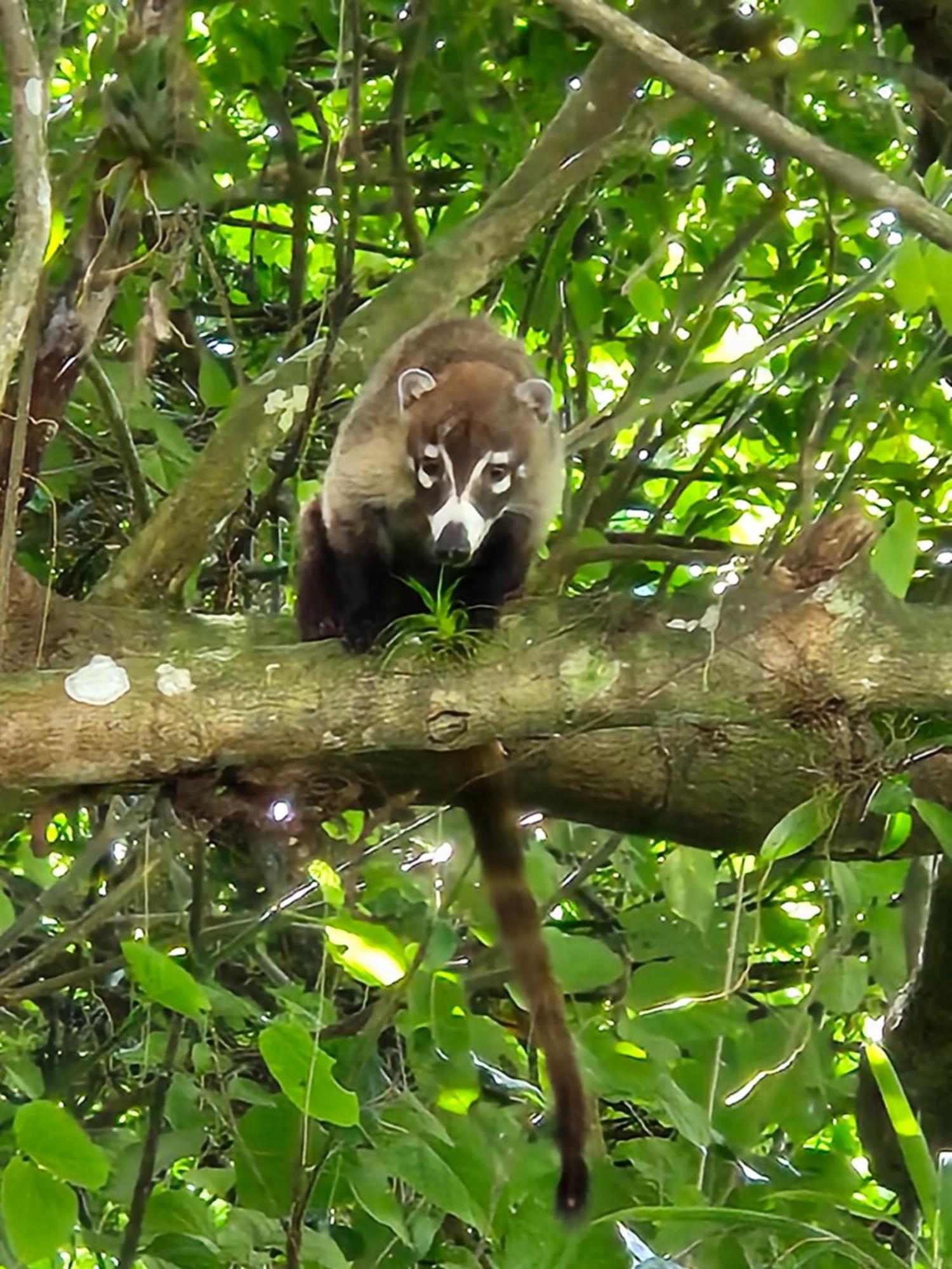 Glamping Monteverde Eksteriør bilde