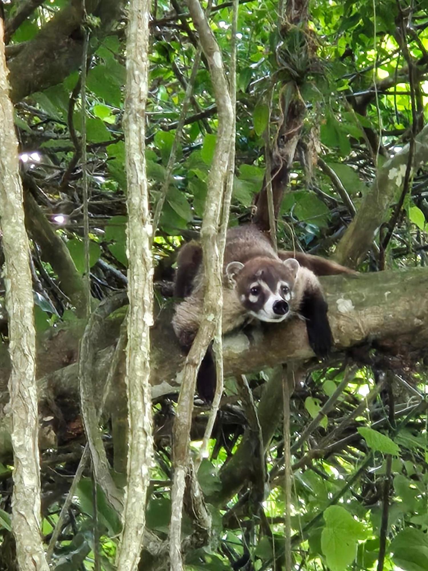 Glamping Monteverde Eksteriør bilde